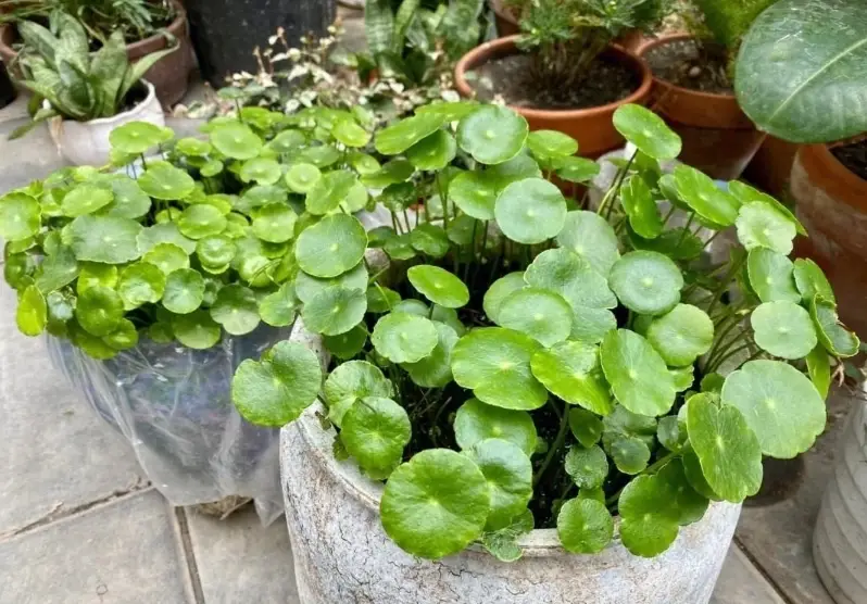 銅錢草水耕