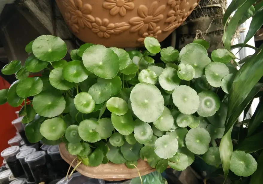 銅錢草水耕