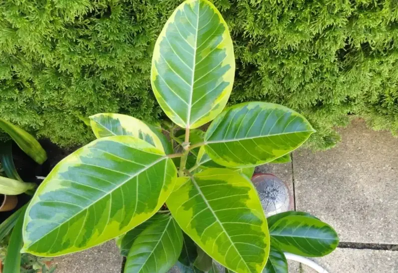 斑葉橡膠樹品種