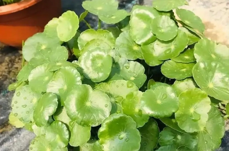 銅錢草怎麼養