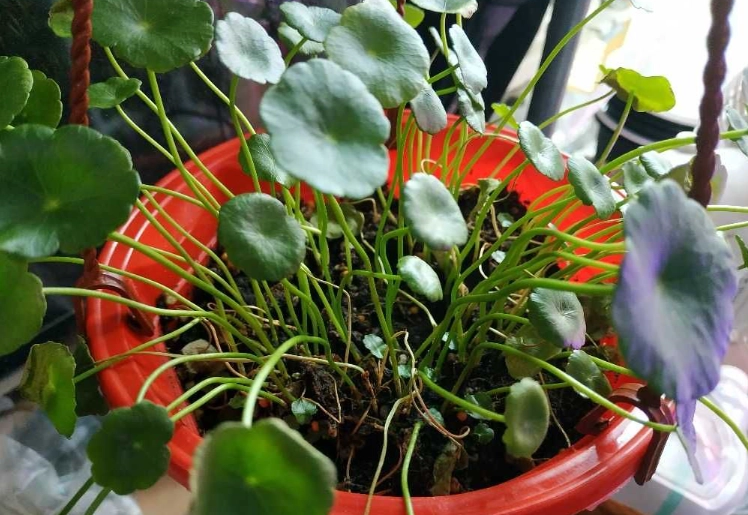 銅錢草水耕
