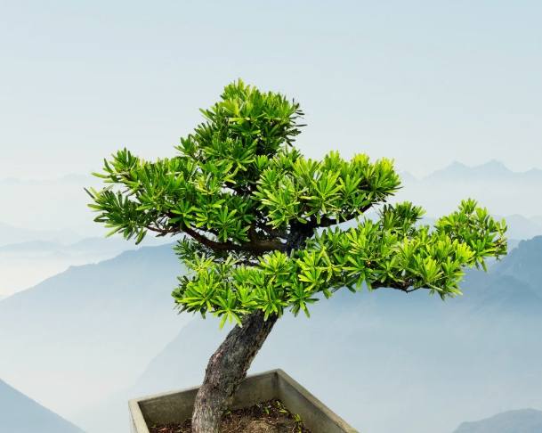 羅漢松照顧