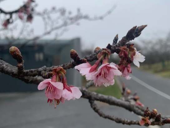 台灣寒櫻觀賞 台灣寒櫻觀賞