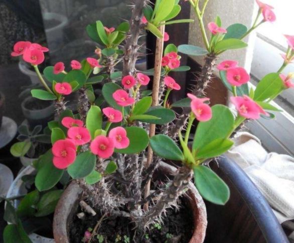 虎刺梅修剪方法