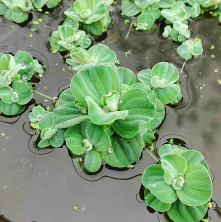 水生植物溶葉處理