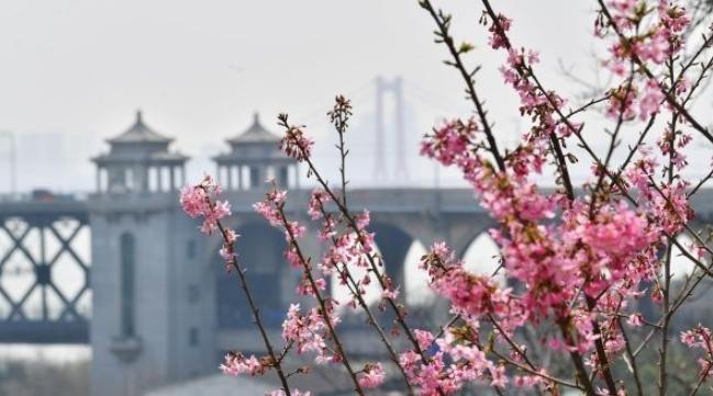 台灣寒櫻觀賞 台灣寒櫻觀賞