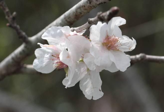 阿里山櫻花品種