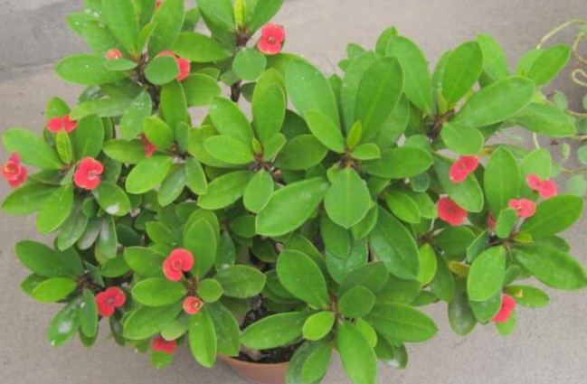 虎刺梅修剪時間