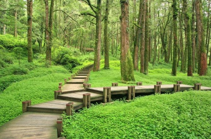 台灣森林步道