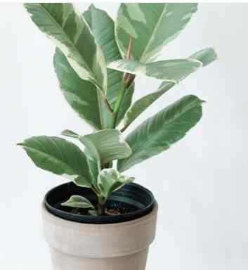 斑葉橡膠樹常見問題