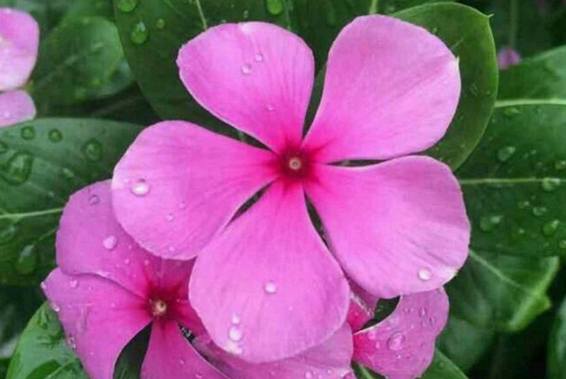 紫茉莉種植方法