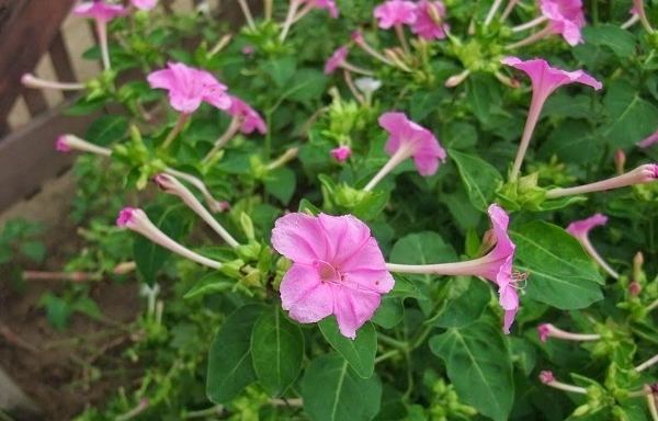 紫茉莉種子用途