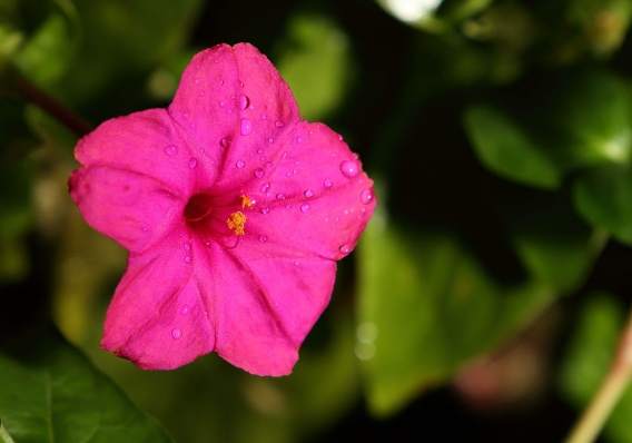 紫茉莉病蟲害防治