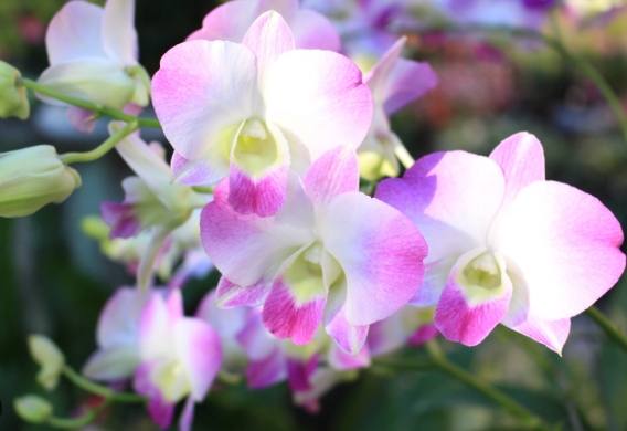 石斛蘭食用方法