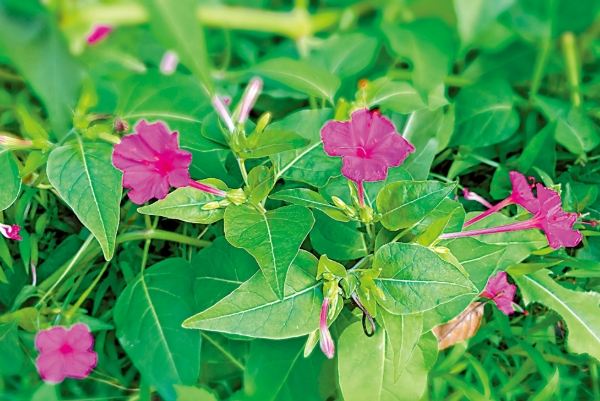 紫茉莉病蟲害防治