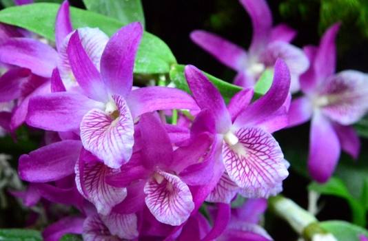 石斛蘭食用方法