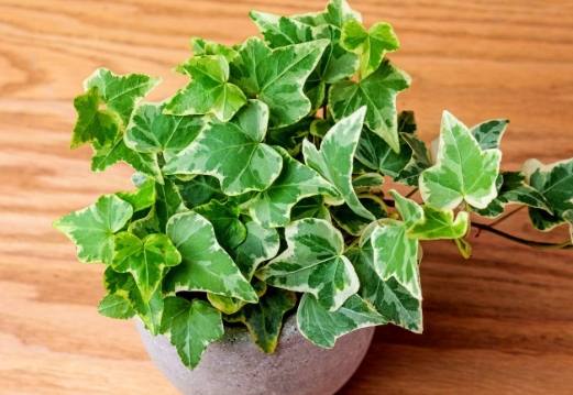 常春藤葉使用方式