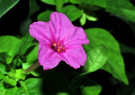 紫茉莉種植方法