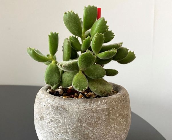 熊童子分株方法