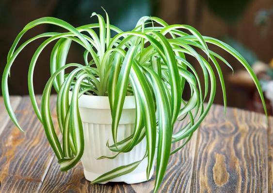 大葉吊蘭 室內植物