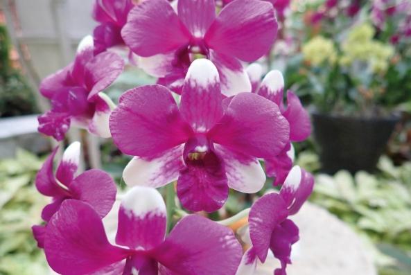 石斛蘭健康益處