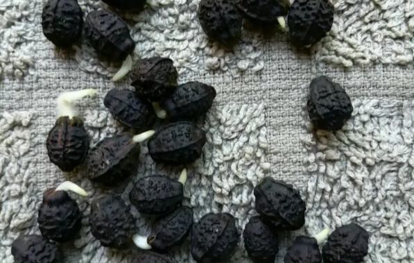 紫茉莉種子发芽