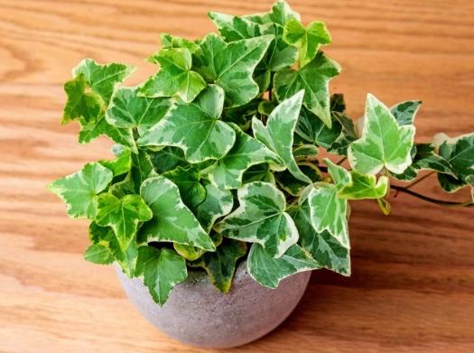 常春藤盆栽技巧