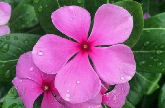 紫茉莉種子发芽