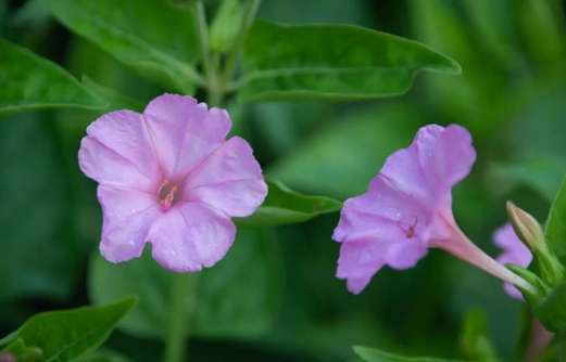 紫茉莉病蟲害防治