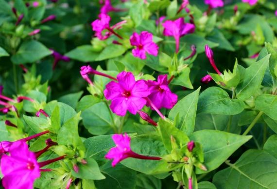 紫茉莉種子种植