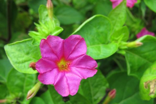 紫茉莉種子种植