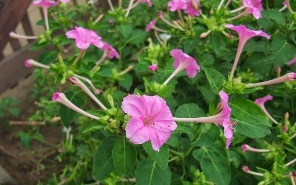 紫茉莉種植方法