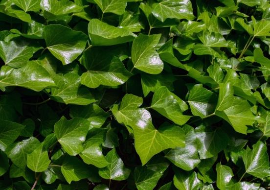 常春藤照顧方法