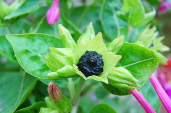 紫茉莉種子用途