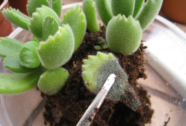 熊童子繁殖技巧