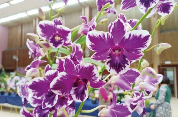 石斛蘭健康益處