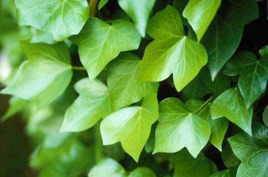 常春藤葉使用方式