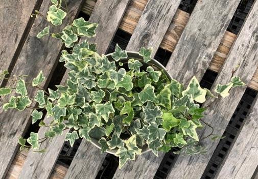 常春藤照顧方法