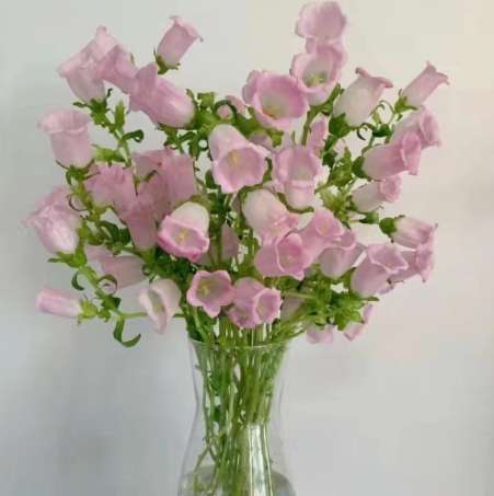 日本風鈴花花語