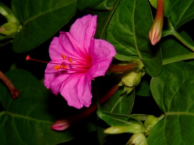 紫茉莉養護技巧