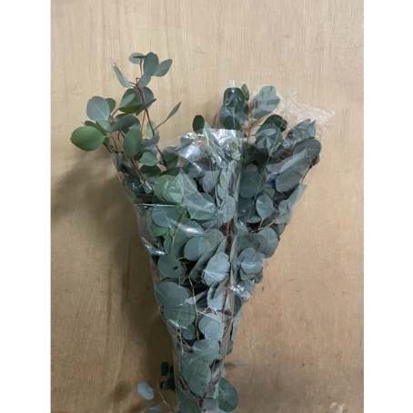室內植物養護