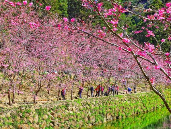 寒櫻開花時間 寒櫻開花時間