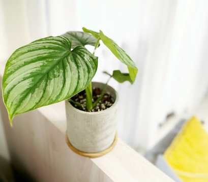 圓柄錦緞蔓綠絨繁殖