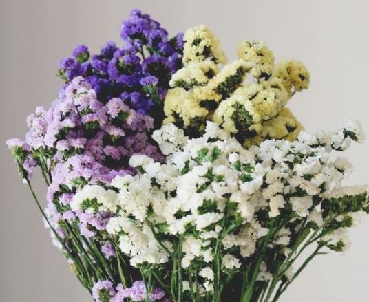 紫色星辰花養護