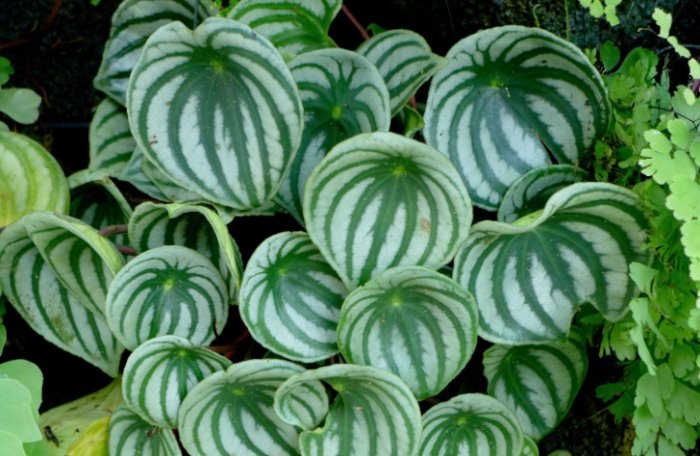 西瓜椒草常見問題