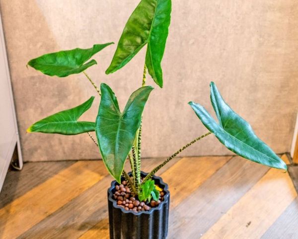 孔雀椒草開花條件