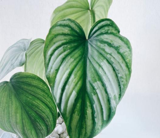 白雲蔓綠絨 病害