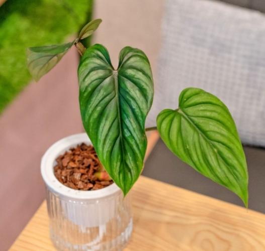 圓柄錦緞蔓綠絨照顧