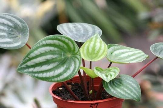 西瓜皮椒草葉插 西瓜皮椒草葉插