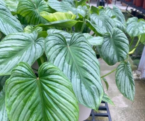 白雲蔓綠絨 病害